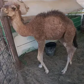 Erkek torym