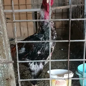 Baysow