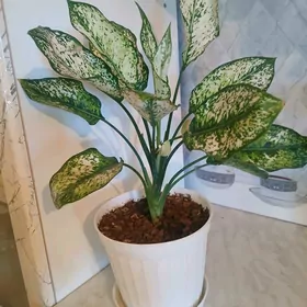 Aglanema