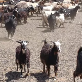 Owlakly Geçi