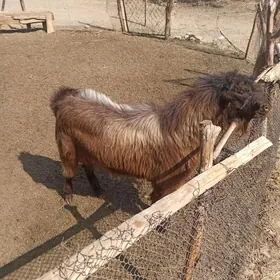 Gyzyl kelek Teke