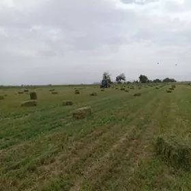 Büzmeýin 40yýllýk 5 GEKTAR