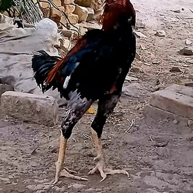 Ozbek horaz