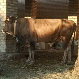 Öküz