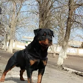 Rotweiler(РОТВЕЙЛЕР)