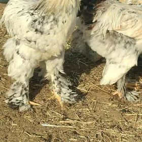 Towuk birama
