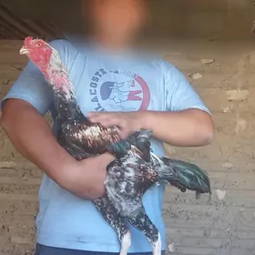Taşkent horaz