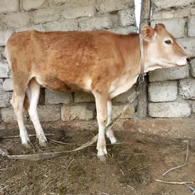 Tüwe