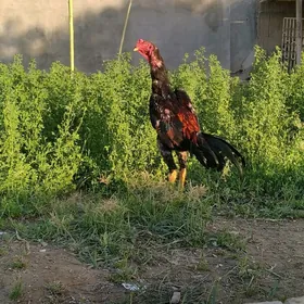horaz taśkent jujen