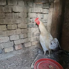 horaz