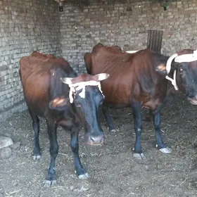 BAKYLY   SYGYRLAR