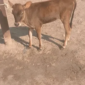 Tüwe
