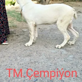 Alabaý