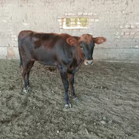 gulajyn gole