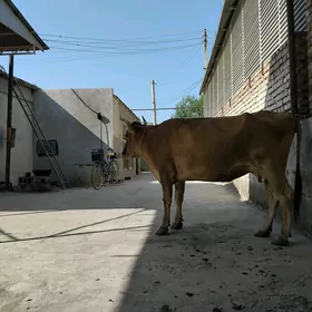 sygyr