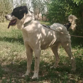 Alabaý it