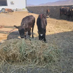 Göle