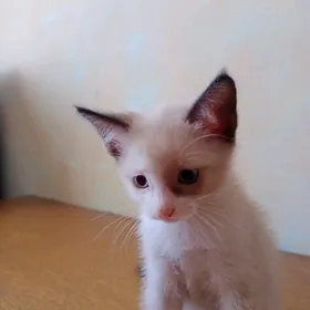 Мальчик в добрые руки