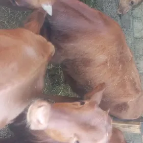 öküzçe tüwe öküz