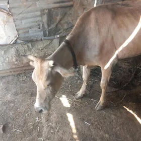 sagymlyk sygyr