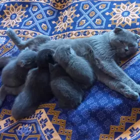 Котята