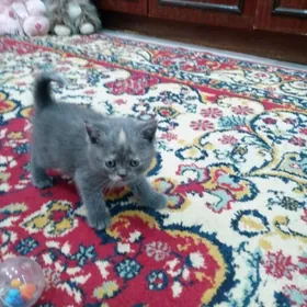 Шотландские котята Скоти фолд