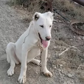 güjük ganjyk