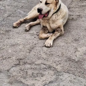 Bürgit