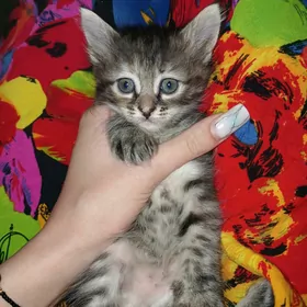 Отдам котят в добрые руки!!!