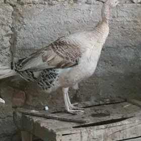 Indýuk