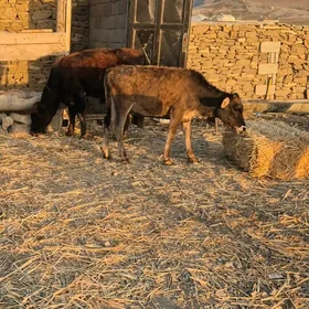 Göle