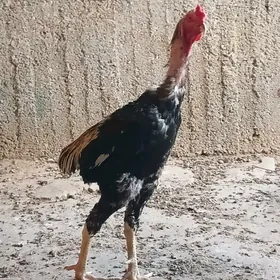 baysow Horaz