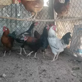Towyk Horaz