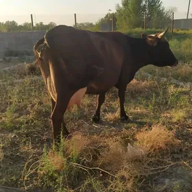 göleli sygir