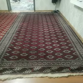 Gokje golli haly