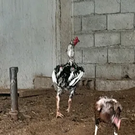 ALAJA IKI  SANY TAȘGENT