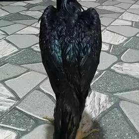 Самаркант жуже