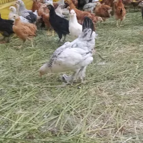 3 ýarym aýlyk paroda juyjeler