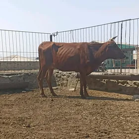 Gysyr sygyr