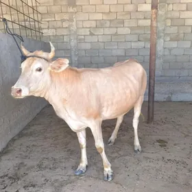 Tûweler bakylan 2 sany