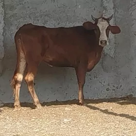 Tüwe