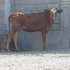 Bakylan Tüwe