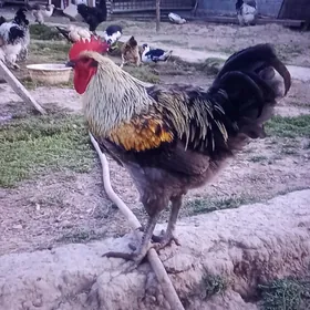 guslar