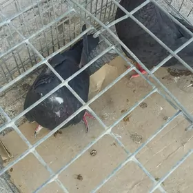 kepderi