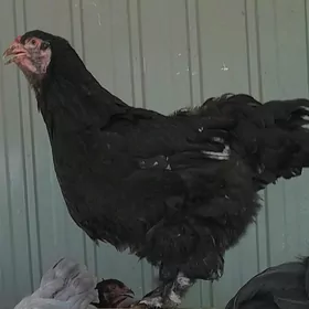 Gara brama towuk