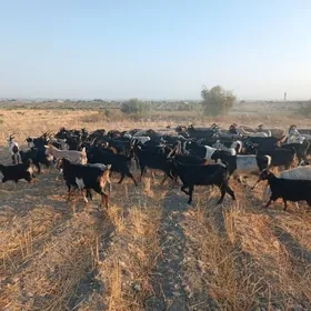 Gysyr geçiler
