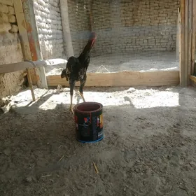 horaz juje