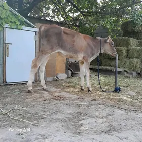 Öküzçe