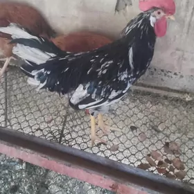 Ligorin mramyr