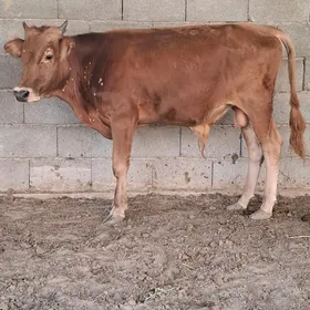 Öküz